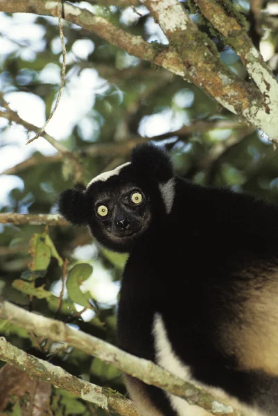 Indri Indri Indri Adult Standing Tree Madagascar — стокове фото