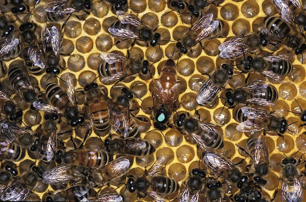 Méhecske Apis Mellifera Kaptár Királynővel Közepén — Stock Fotó