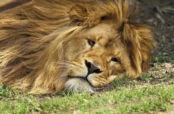 African Lion Panthera Leo Male Resting — Stock fotografie