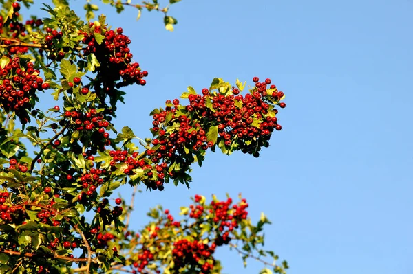 Sveçli Whitebeam Sorbus Arayüzü — Stok fotoğraf