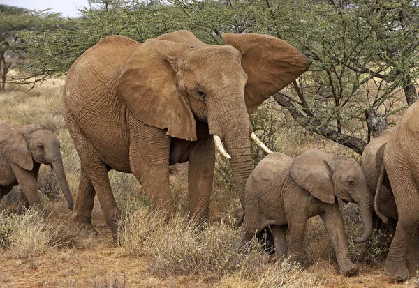 Elefante Africano Loxodonta Africana Rebanho Caminhando Por Savannah Masai Mara — Fotografia de Stock