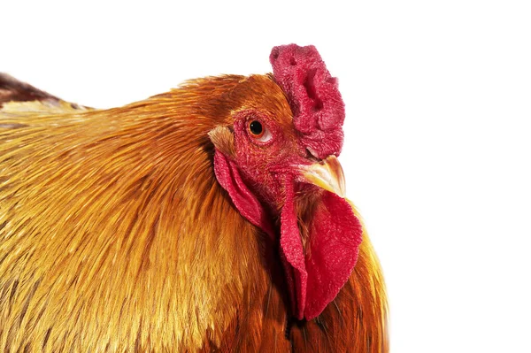 Brahma Domestic Chicken Breed India Cock Standing White Background — Stock Photo, Image