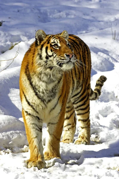 Siberian Tiger Panthera Tigris Altaica Standing Snow Stock Picture