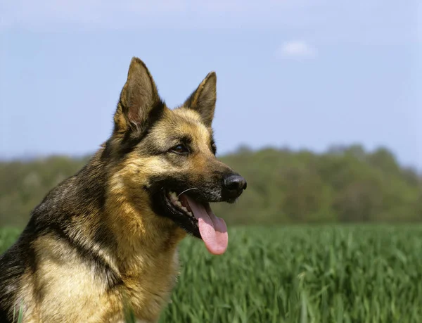 German Shepherd Dog Portrait Stock Photo