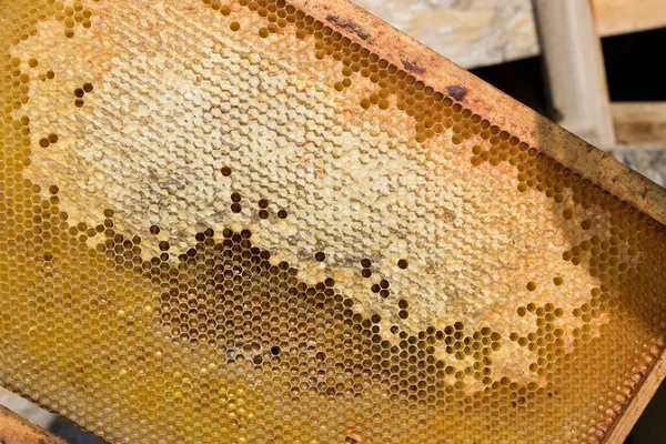 Honey Bee Apis Mellifera Worker Looking Larvae Brood Comb Bee Stock Photo