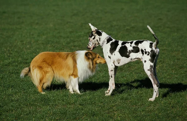Collie Dog Meeting Great Dane Royalty Free Stock Images