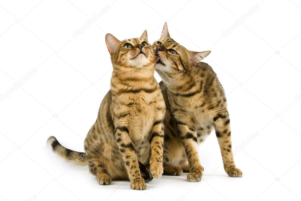 Brown Spotted Tabby Bengal Domestic Cat standing against White Background   