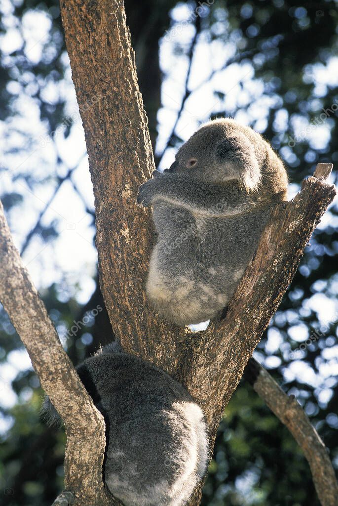 Koala,  phascolarctos cinereus, Adults Sleeping  