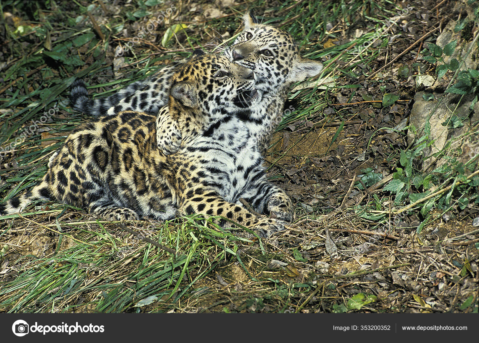 Jaguar Panthera Onca Cub Jugando — Foto de stock © slowmotiongli #353200352