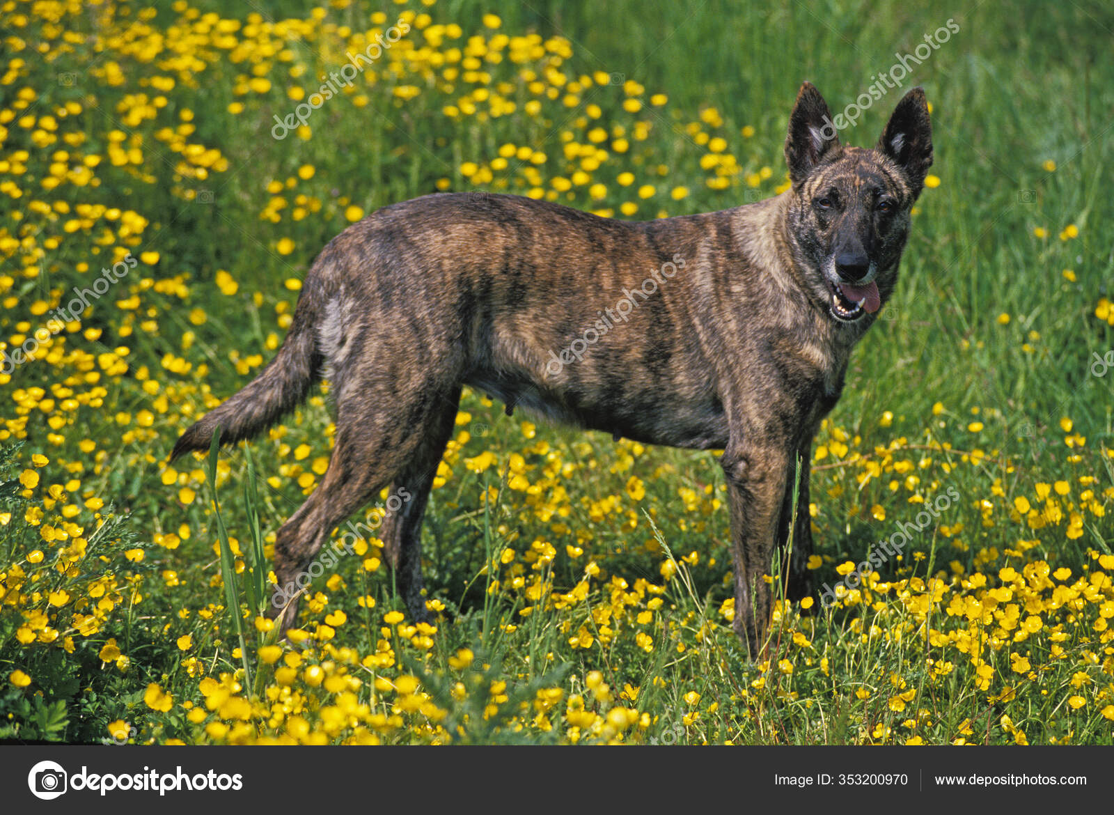 Shepherd Dogs Short Haired Dutch Shepherd Puppy Shepherd Lab Dutch