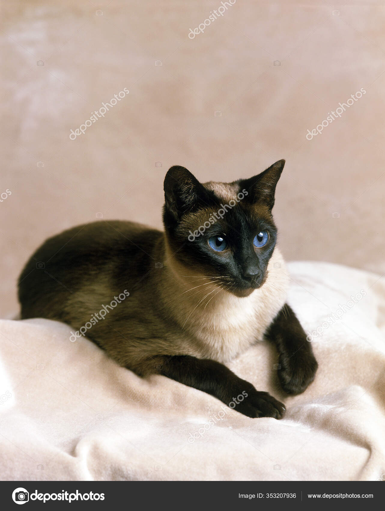 Cat Breed Seal Point Siamese Price Cat Breeds Seal Point Siamese
