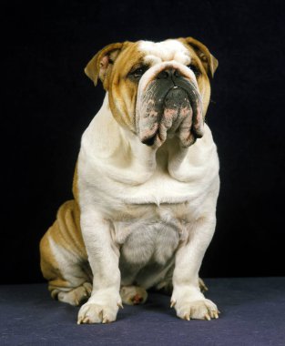 Erkek İngiliz Bulldog, Köpek oturuyor    