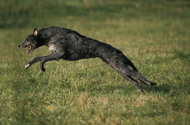 İskoç Deerhound, Otların üzerinde zıplayan köpek  