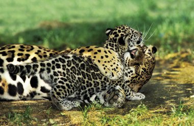 Jaguar, Panthera onca, Anne ve Yavru Oyun  