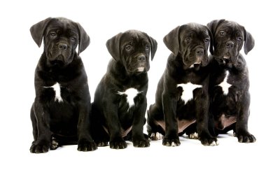 Cane Corso, Italie 'den bir köpek üreticisi, Beyaz Arkaplanda oturan köpek yavruları.  