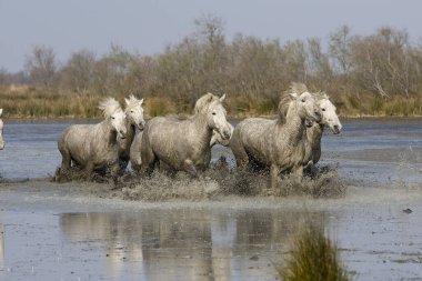 Camargue Atı, Herd Bataklık 'ta yürüyor, Saintes Maries de la Mer Fransa' nın güneydoğusunda  