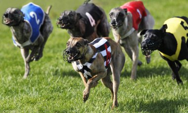 Kırbaç Köpekleri Koşu, Yarış Treni, Normandiya  