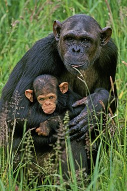 Şempanze, pan trogloditler, Anne ve Genç 