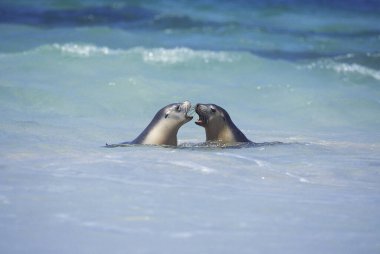 Avustralya Deniz Aslanı, Neophoca Cinerea, Ocean, Avustralya 'da oynayan kadınlar  