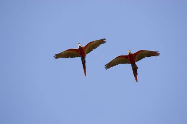Scarlet Macaw, ara macao, çift uçuş, Los Lianos Venezuela  