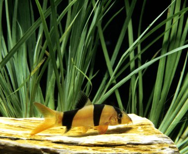 Palyaço Loach, botia macracanthus  