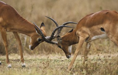 Impala, Aepyceros Melampus, Kenya 'daki Masai Mara Parkı' nda savaşan erkekler.  
