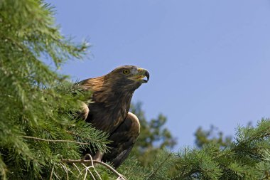 Golden Eagle, aquila chrysaetos, Çam Ağacı 'nda duruyor, sesleniyor  