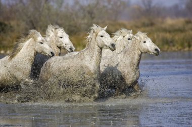 Camargue At Saintes Marie De La Mer Güney Fransa  