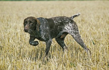 Alman Kısa Saçlı İşaret Köpeği, Köpek İşaretleme  