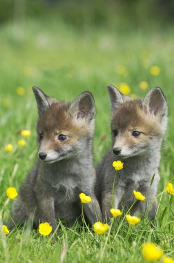 Kızıl Tilki, Vulpes vulpes, Cub Sarı Çiçeklerde oturuyor, Normandiya  