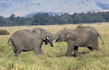 Afrika Fili, Loxodonta Africana, Gençler Kenya 'daki Masai Mara Parkı' nda oynuyor.  