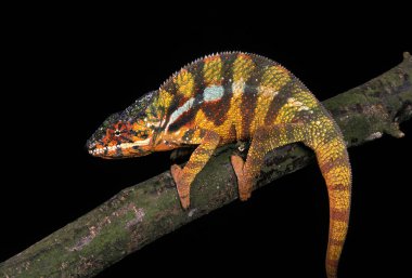 Mücevherli ya da Halı Bukalemunu, Furcifer lateralis, Yetişkin Siyah Arkaplan 'a karşı Şube' de duruyor.  