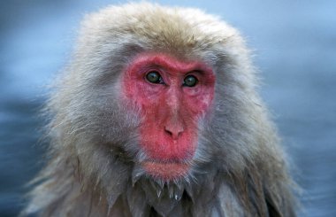 Japon Macaque, Macaca fuscata, Japonya 'daki Hokkaido Adası' nın Portresi  