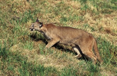 Cougar, puma concolor, Grass üzerinde yürüyen yetişkin.  