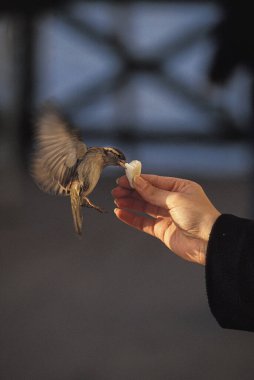 House Sparrow,  passer domesticus, Hand of Woman giving Food   clipart