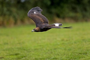 Golden Eagle, aquila chrysaetos, Yetişkin Uçuşu 