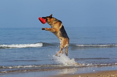 Alman çoban köpeği, Frizbi yakalayan erkek, Normandiya plajı.  