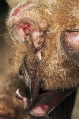 Büyük At nalı Yarasası, Rhinolophus ferrumequinum, Kış uykusuna yatma, Kafanın Kapanışı, Mağara Tavanı, Normandiya  