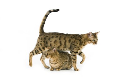 Kahverengi Benekli Bengal Evcil Kedisi Beyaz Arkaplanda   