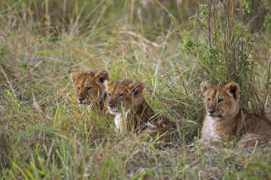 Afrika Aslanı Panthera Leo Masai Mara Kenya 'da  