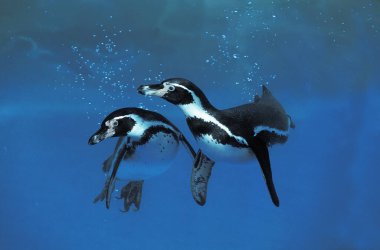 Humboldt Penguin,  spheniscus humboldti   clipart