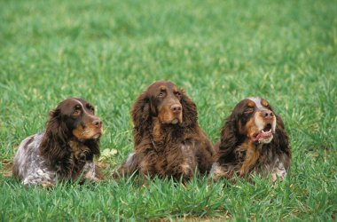 Picardy Spaniel Köpeği, bir Fransız Köpeği, Otların üzerinde yatan Köpekler  