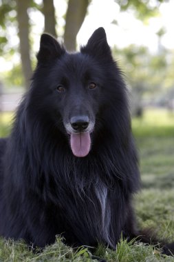 Groenendael Belçika çoban köpeği  