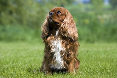 Şövalye Kral Charles Spaniel, Çimenlerde oturan Erkek  