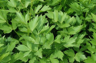 Sevgi, Levisticum officinale, doğal altyapı