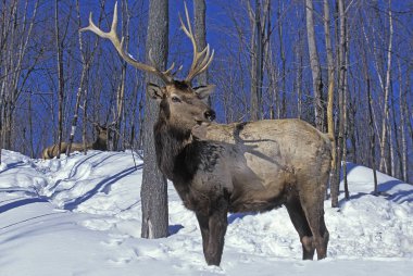 Rocky Mountain Geyiği ya da Rocky Mountain Wapiti, cervus canadensis nelsoni, Geyik Snow 'da duruyor, Yellowstone Park Wyoming' de.  