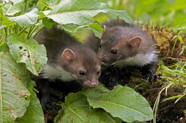 Stone Marten veya Beech Marten, martes foina, Youngs 