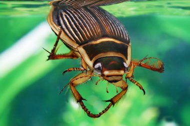 Great Diving Beetle, dytiscus marginalis, Adult standing in Water, Normandy  
