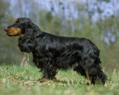 İngiliz Cocker Spaniel Çimlerin üzerinde duruyor 