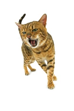 Kahverengi benekli Bengal evcil kedisi, Beyaz arka plana karşı hırıltı  